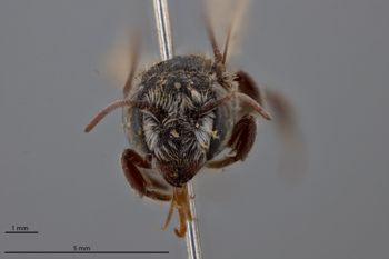 Media type: image;   Entomology 788772 Aspect: head frontal view